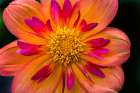 Orange pink Collarette Dahlia Blooming Dahlia named Kelsey Annie Joy Art Print